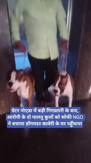 ग्रेटर नोएडा में आरोपी के दो पालतू कुत्तों को सोफी NGO ने बचाया डॉगमदर कावेरी के घर पहुँचाया