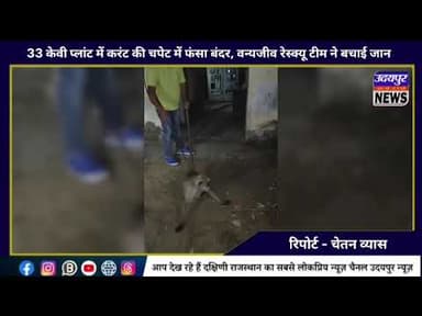 33 केवी प्लांट में करंट की चपेट में फंसा बंदर, वन्यजीव रेस्क्यू टीम ने बचाई जान