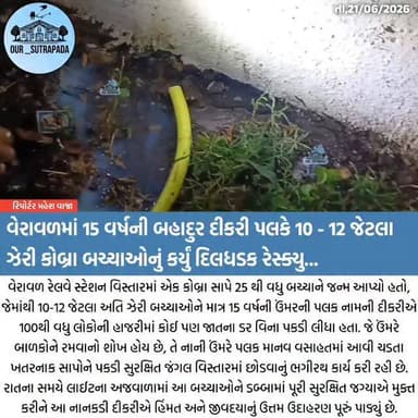 વેરાવળમાં 15 વર્ષની બહાદુર દીકરી પલકે 12 ઝેરી કોબ્રા બચ્ચાઓનું કર્યું દિલધડક રેસ્ક્યુ
#veraval #brekingnews #cobra