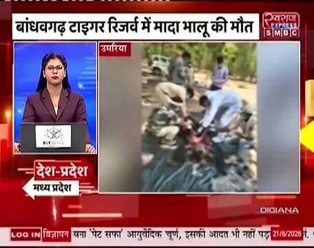 बांधवगढ़ नेशनल पार्क में मिला मृत अवस्था में भालू
#स्वराजexpresssmbc #jansmparkumaria #jansamparkmadhyapradesh #BandhavgarNationalPark