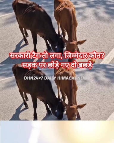 सरकारी टैग तो लगा, जिम्मेदार कौन? सड़क पर छोड़े गए दो बछड़े....!
Daily Himachal News Dhn24×7 Dhn24×7 Daily Himachal News Himachal Pradesh Police Mandi Police Sukhvinder Singh Sukhu Jairam Thakur