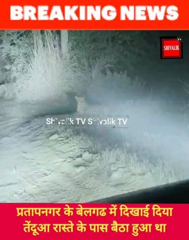 प्रतापनगर के बेलगढ में घात लगाकर रास्ते के पास बैठा मिला तेंदूआ
#hr71 #Sadora #jagadhri #YNR #widelife #तेदूआ