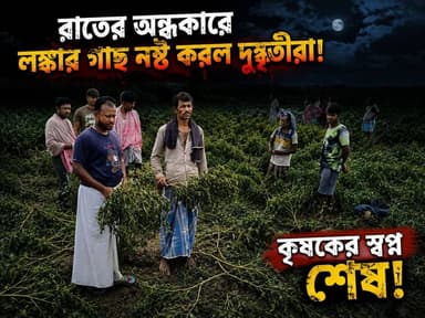 রাতের অন্ধকারে লঙ্কার গাছ নষ্ট করল দু'ষ্কৃ'তীরা! ওই ঘটনায় কান্নায় ভেঙ্গে পড়েন লঙ্কা চাষী গাজু বিশ্বাস #Murshidabad #hpnewsbangla #hariharpara #localnews #WestBengal #India #Domkal #agriculture