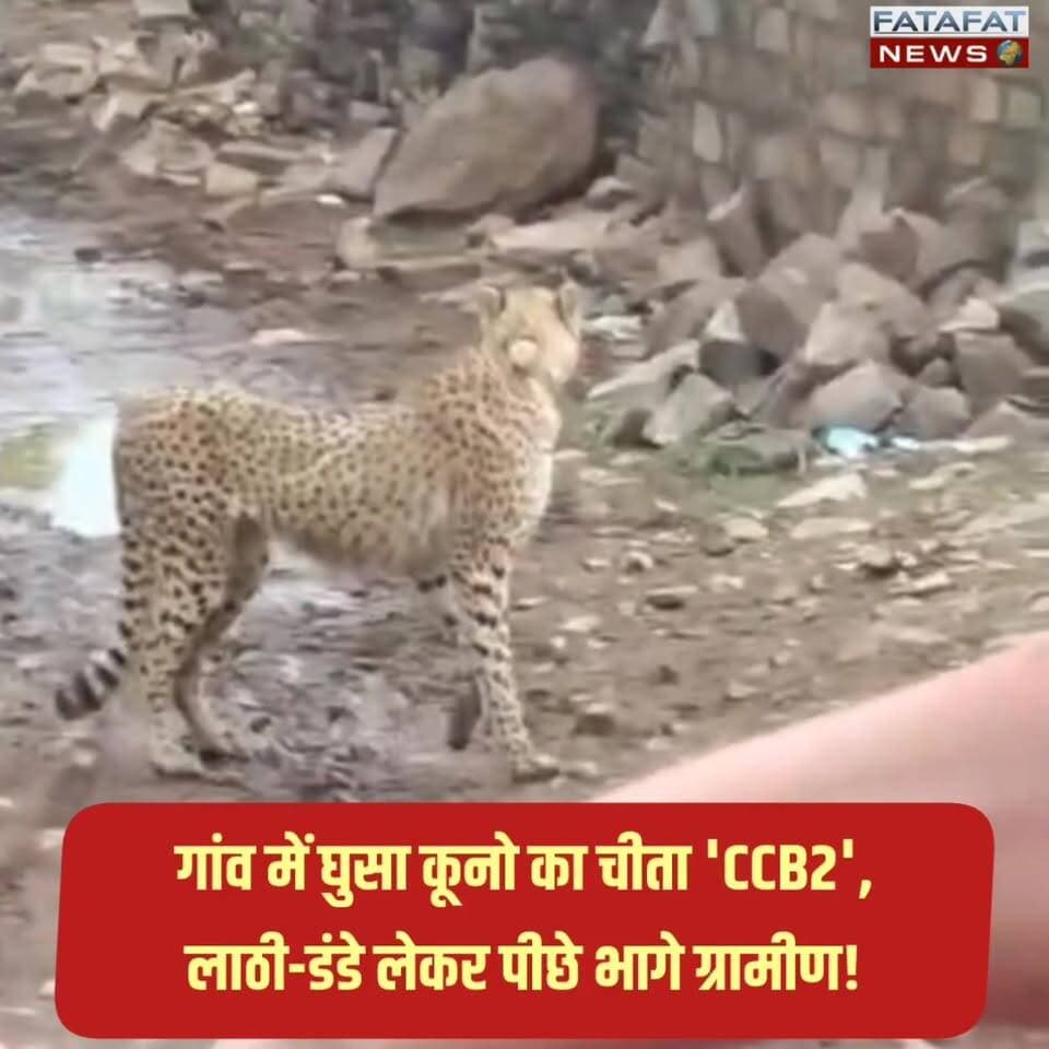 कूनो नेशनल पार्क से निकलकर चीता 'CCB2' विजयपुर तहसील के अगरा क्षेत्र स्थित दुबेरा गांव में घुस गया। चीते के अचानक गांव में आने से ग्रामीणों में हड़कंप मच गया। सुरक्षा के लिहाज से ग्रामीणों ने तुरंत अपने बच्चों और मवेशियों को घरों के अंदर बंद कर दिया, ताकि किसी भी अप्रिय घटना से बचा जा सके।
ग्रामीणों ने सूझबूझ और हिम्मत दिखाते हुए लाठी-डंडे लेकर चीते को गांव से बाहर खदेड़ने का प्रयास किया। इस घटना की जानकारी तुरंत ट्रेकिंग टीम और कूनो प्रबंधन को दे दी गई है, जो मौके के लिए रवाना हो चुकी है। प्रशासन और वन विभाग की टीम लगातार स्थिति पर नजर बनाए हुए है।
#Cheetah #KunoNationalPark #Sheopur #MadhyaPradesh #Wildlife #BreakingNews #MpNews #CheetahCCB2 #FatafatNews