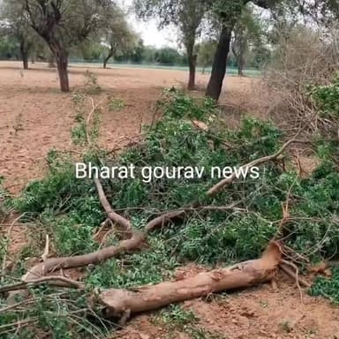 अनुमति काटे दर्जनों पेड़:
पंचायती भूमि पर खड़े थे, 80 साल पुराना पक्षियों का आशियाना उजड़ा, रेंजर बोले- होगी कार्रवाई