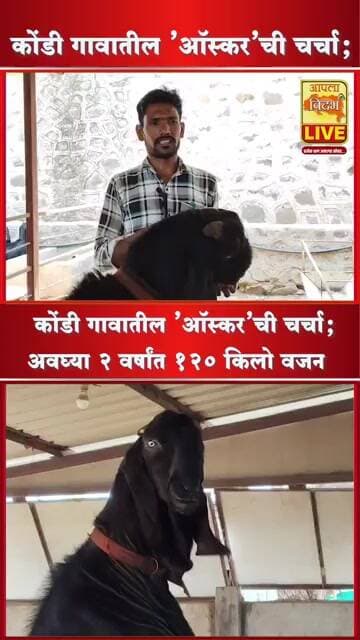 अवघ्या 2 वर्षांत 120 किलो! 'ऑस्कर' बोकडासाठी 4 लाखांची ऑफर? 🐐 APALA VIDARBH LIVE #viral #shorts