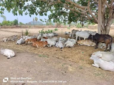ବୌଦ୍ଧରେ ବେଆଇନ ଗୋ-ଚାଲାଣ ବେଳେ ଚଢ଼ାଉ: ୩୭ ଗୋରୁ ଉଦ୍ଧାର, ୨ ଅଟକ
ବୌଦ୍ଧ ଜିଲ୍ଲାରେ ବେଆଇନ ଗୋ-ଚାଲାଣ ଉପରେ ବଜରଙ୍ଗ ଦଳ ଓ ବିଶ୍ୱହିନ୍ଦୁ ପରିଷଦ (VHP) ପକ୍ଷରୁ ଏକ ବଡ଼ ଚଢ଼ାଉ କରାଯାଇଛି। ଚାଲାଣ କରାଯାଉଥିବା ୩୭ଟି ଗୋରୁଙ୍କୁ ସୁରକ୍ଷିତ ଭାବେ ଉଦ୍ଧାର କରାଯିବା ସହ ଘଟଣାସ୍ଥଳରୁ ଗୋଟିଏ ବୁଲେଟ୍ ମୋଟରସାଇକେଲ ସହିତ ୨ ଜଣ ଗୋ-ଚାଲାଣକାରୀଙ୍କୁ ଅଟକ ରଖାଯାଇଛି।
ଉଦ୍ଧାର ହୋଇଥିବା ସମସ୍ତ ଗୋରୁଙ୍କୁ ସ୍ଥାନୀୟ ଗୋଶାଳାକୁ ସ୍ଥାନାନ୍ତର କରାଯିବା ନେଇ ସୂଚନା ମିଳିଛି।
୩୭ ଗୋଟି ଗୋରୁ ଉଦ୍ଧାର ,୨ ଗୋ-ଚାଲାଣକାରୀ ଅଟକ, ୧ ବୁଲେଟ୍ ଜବତ ବୌଦ୍ଧ ଜିଲ୍ଲା ବଜରଙ୍ଗ ଦଳ ଓ ବିଶ୍ୱହିନ୍ଦୁ ପରିଷଦ
ପୋଲିସ ଉପସ୍ଥିତିରେ ଗୋରୁଙ୍କୁ ଗୋଶାଳା ପଠାଯିବ ବୋଲି ଜଣାପଡିଛି
#BaudhNews #GauSeva #BajrangDal #VHP #OdishaNews #StopCattleSmuggling #Baudh Update