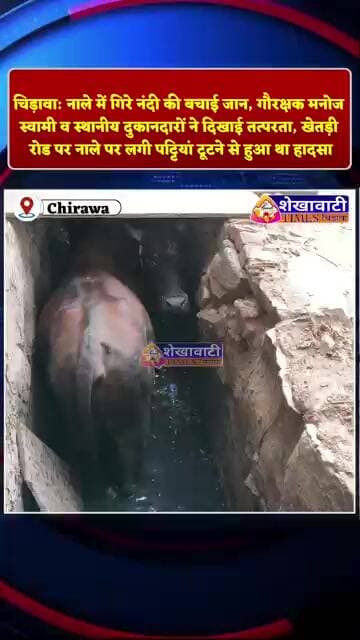 नाले में गिरे नंदी की बचाई जान, गौरक्षक मनोज स्वामी व स्थानीय दुकानदारों ने दिखाई तत्परता #chirawa