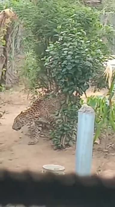 बलौदाबाजार बिग ब्रेकिंग
घर की बाड़ी में घुसा तेंदुआ, दहशत में गांव के लोग
महकम गांव में सुनील साहू के बाड़ी में घुसा है तेंदुआ
कुछ ही देर में पहुंचेगी वन विभाग की रेस्क्यू टीम
सोनाखान चौकी के महकम गांव का है पूरा मामला