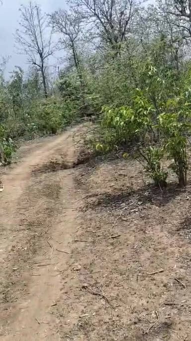 ओरछा वन विभाग के अंतर्गत चंद्रपुर बन चौकी अंतर्गत बालूका खनन हो रहा है दिन और रात ट्रैक्टरों से
जिम्मेदार मौन