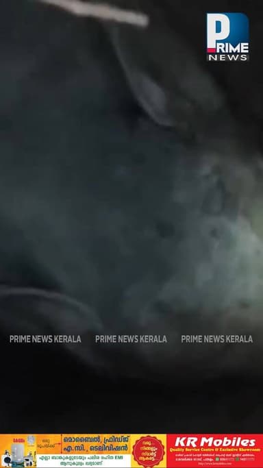 പത്തനംതിട്ട തണ്ണിത്തോട്ടിൽ കാട്ടാന കിണറ്റിൽ വീണു|PRIME NEWS KERALA