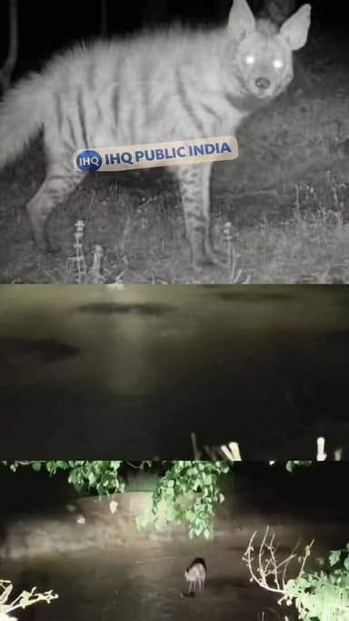 लोहरदगा की किसको नदी के आसपास देखा गया लकड़बग्घा