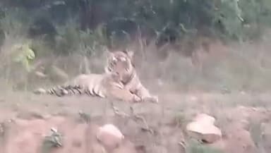 #सरिस्का