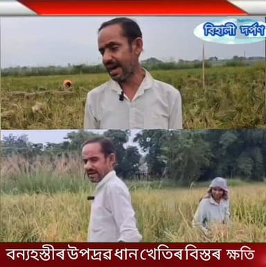 গহপুৰত বন বিভাগৰ বিৰুদ্ধে এজন খেতিয়কৰ ভীষণ খং,। জীৱ জন্তু ৰক্ষণাবেক্ষণ দিয়াত ব্যৰ্থ হৈছে বন বিভাগ। ✅✅✅#behalidarpan