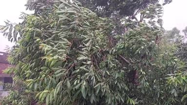 शेखपुरा जिले में एक बार फिर मौसम ने अपना मिजाज बदला पानी और आंधी शुरू