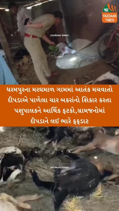 ધરમપુરના મરઘમાળ ગામમાં આતંક મચવાતો દીપડાએ પાળેલા ચાર બકરાંનો શિકાર કરતા પશુપાલકને આર્થિક ફટકો, ગ્રામજનોમાં દીપડાને લઈ ભારે ફફડાટ