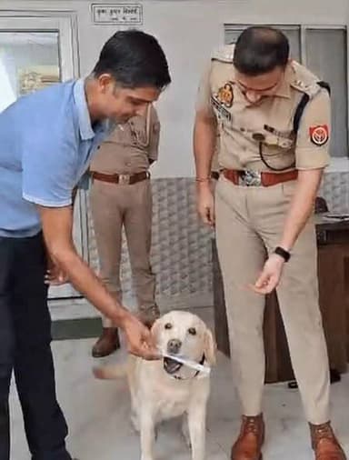 *पुलिस डॉग मैरी ने सुलझाया ब्लाइंड रेप केस:* गमछा सूंघकर आरोपी के घर तक पहुंची, संभल SP ने अपने हाथों से चेक पकड़ाया
https://dainik.bhaskar.com/ZCttc615a4b