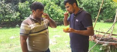 आज कैमूर जिले के रामगढ़ प्रखंड स्थित सहूका के समीप आम के बगीचा की तस्वीर,पेड़ से पके हुए गिरे मीठे आम का आनंद अलग ही है....