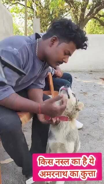 पहाड़ी कुता यही है देख लीजिए #highlights2025 #funny #breakingnews