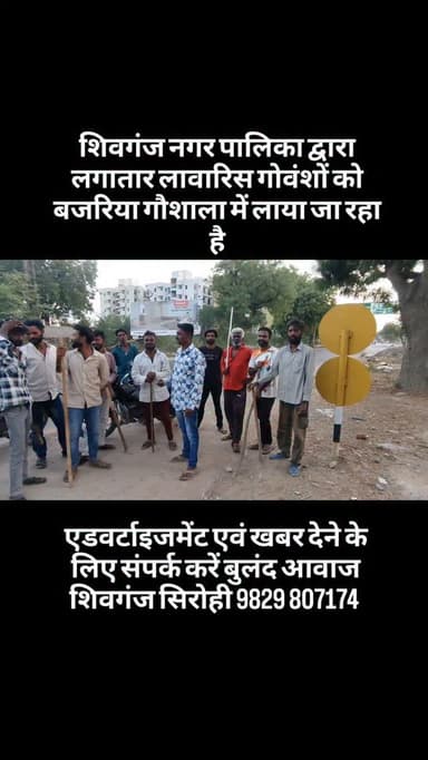 शिवगंज नगर पालिका द्वारा लगातार लावारिस गोवंशों को बजरिया गौशाला में लाया जा रहा है#breaking