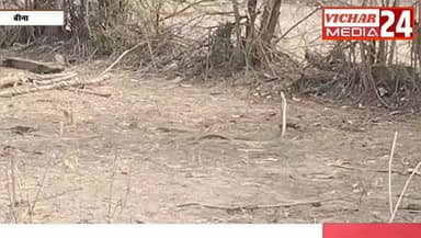 आस्था या अजूबा : जब सड़क बनी नागलोक #bina #binanews #binavidhansabha #naag #naagin