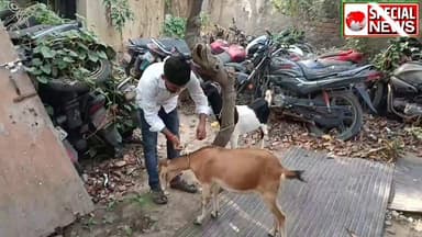 बकरी चोरी के आरोप में 3 सगे भाई गिरफ्तार, भेजे गए न्यायिक हिरासत में बकरी भी बरामद...
