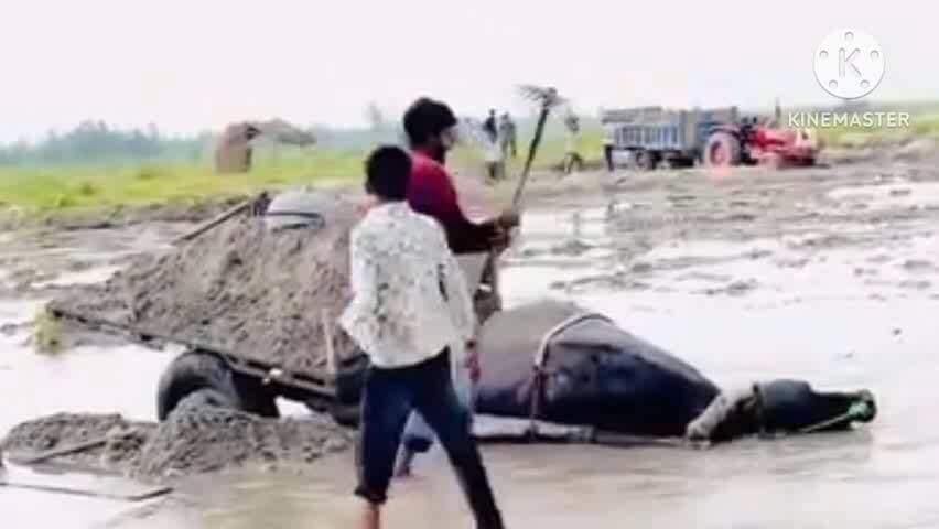 सहारनपुर: चिलकाना में ओवरलोड पशु की बेरहमी से पिटाई, रेत में धंसे पैर और दर्दनाक तड़प का वीडियो सोशल मीडिया पर वायरल