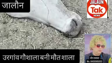 जालौन.. उरगांव की गौशाला बनी मौतशाला आये दिन मर रही गाये कुत्ते और सुअर गौशाला मे गाये खाते नजर आते है. जालौन bdo प्रशा