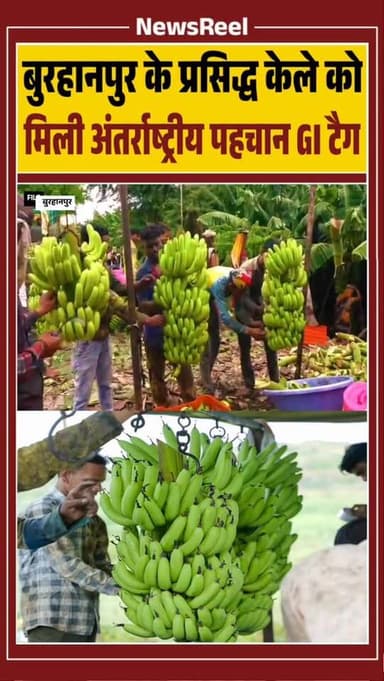 बुरहानपुर के प्रसिद्ध केले को जीआई टैग मिलने से किसानों को बड़ी सौगात मिली है। इससे केले की राष्ट्रीय-अंतरराष्ट्रीय पहचान बढ़ेगी, बेहतर दाम मिलेंगे और निर्यात के नए अवसर खुलेंगे।
#burhanpur #newsupdate #trending #banana #kela