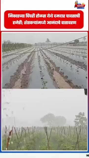 निफाडच्या पिंपरी रौळस येथे दमदार पावसाची हजेरी; शेतकऱ्यांमध्ये आनंदाचे वातावरण