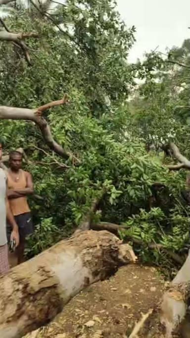#चंदनकियारी आंधी-तूफान से मानपुर में भारी तबाही: विशाल पेड़ गिरने से रास्ता जाम, 4 बिजली पोल क्षतिग्रस्त