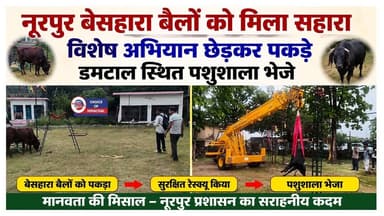 नूरपुर बेसहारा बैलों को मिला सहारा, विशेष अभियान छेड़कर पकड़े, डमटाल स्थित पशुशाला भेजे | Kangra |