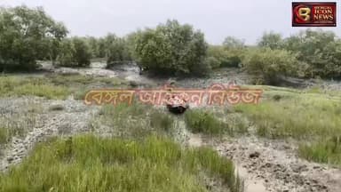 ১২ বছর আগে বাঘের পেটে যান স্ত্রী, এবার ১১ সঙ্গীর সামনেই বাঘে টানলো বাঘ