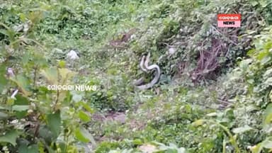 କ୍ୟାମେରାରେ କଏଦ ହେଲା ନାଗ ନାଗୁଣୀଙ୍କ ଖେଳ