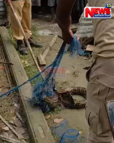 টুক্ৰাপাৰাৰ আবুতালিব'ৰ ঘৰত উদ্ধাৰ অজগৰ সাপ