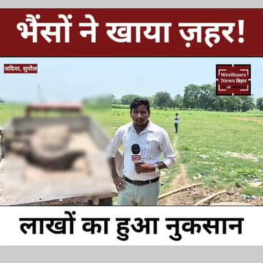 सुपौल में ज़हरीली घास का कहर! एक साथ कई भैंसों ने खाया ज़हर, 2 की मौ त, कई की हालत गंभीर
Description:
बिहार के सुपौल जिले के जदिया पंचायत के वार्ड नंबर 14 से एक दर्दनाक मामला सामने आया है। गुरुवार की अहले सुबह खेत में चरने गई कई भैंसों ने कीटनाशक लगी घास खा ली, जिसके बाद सभी की तबीयत बिगड़ने लगी। इस हादसे में अब तक दो भैंसों की मौत हो चुकी है, जबकि कई अन्य भैंसों का इलाज जारी है। भैंस मालिक मो. अरशद ने बताया कि उन्हें इस बात की जानकारी नहीं थी कि खेत में पहले से कीड़ों की दवा का छिड़काव किया गया था। आखिर कैसे हुआ यह हादसा और क्या है पूरी कहानी? देखिए हमारी ग्राउंड रिपोर्ट।
Hashtags:
#Supaul #Bihar #Jadia #BuffaloDeath #GroundReport #BreakingNews #BiharNews #WeeHoursNews #AnimalNews #ViralNews #Kisan #Poison #SupaulNews #HindiNews #LatestNews