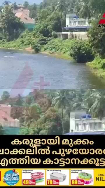 കരുളായി മുക്കം പിലാക്കലിൽ പുഴയോരത്ത് എത്തിയ കാട്ടാനക്കൂട്ടം....