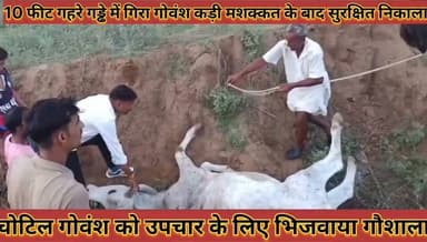 #बड़ी_बेरी_में_10_फीट_गहरे_गड्ढे_में_गिरा_गोवंश_गौसेवकों_ने #कड़ी_मशक्कत_के_बाद_सुरक्षित_निकाला
#badi #beri #me #das #feet #gahare #gadde #me #gira #govansh #gosevako #ne #kadi #mashakkat #ke #baad #surkshit #nikala #news #didwanajila