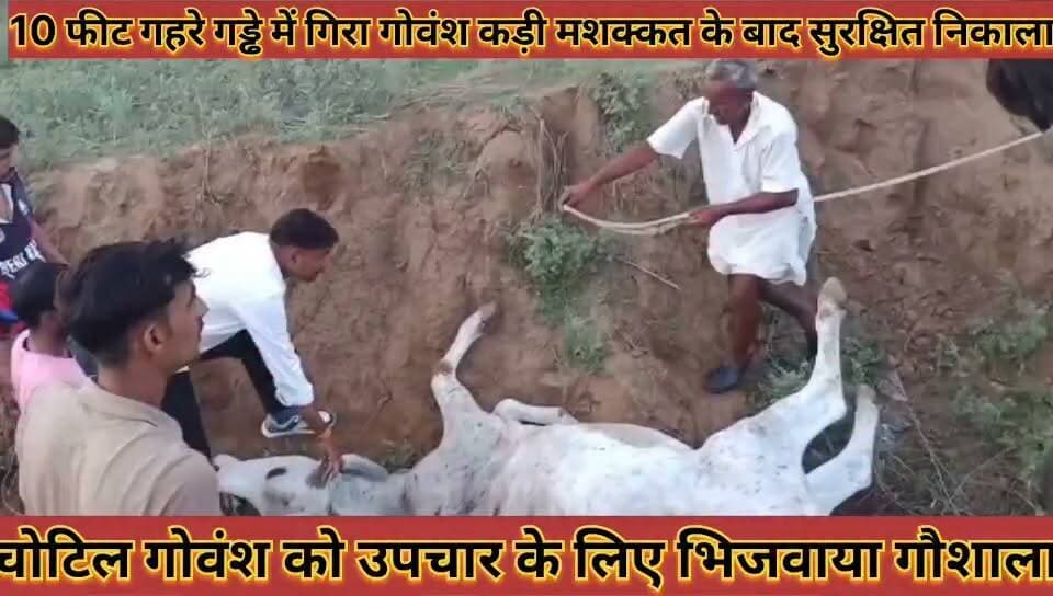 #बड़ी_बेरी_में_10_फीट_गहरे_गड्ढे_में_गिरा_गोवंश_गौसेवकों_ने #कड़ी_मशक्कत_के_बाद_सुरक्षित_निकाला
#badi #beri #me #das #feet #gahare #gadde #me #gira #govansh #gosevako #ne #kadi #mashakkat #ke #baad #surkshit #nikala #news #didwanajila