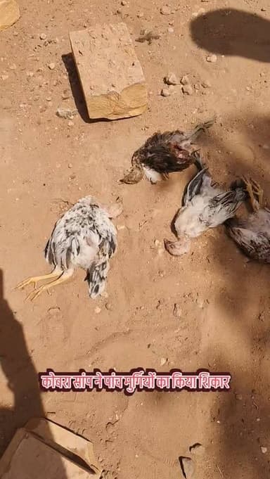 कोबरा सांप ने पांच मुर्गियों का किया शिकार
