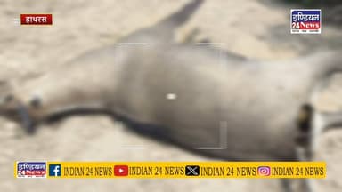 हसायन क्षेत्र के गाँव बपंडई के खेत जंगल में एक मृत अवस्था में पड़ी नील गाय नर, संदिग्ध परिस्थितियों में हुई नील गाय नर की मौत #dmhathras #CMYogi #viralvideochallenge #YogiAdityanath #UttarPradesh #development #BreakingNews #banbibhag #DFO Indian 24 News