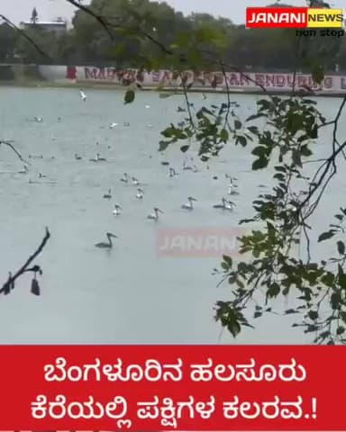 ಬೆಂಗಳೂರಿನ ಹಲಸೂರು ಕೆರೆಯಲ್ಲಿ ಪಕ್ಷಿಗಳ ಕಲರವ.!