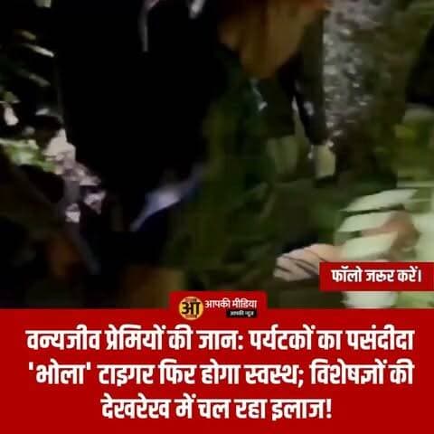 🐾 रामनगर - मशहूर बाघ 'भोला' का सफल रेस्क्यू: संघर्ष में घायल हुए टाइगर को वन विभाग ने ढेला सेंटर में कराया भर्ती! 🐅🏥
🔥 वन्यजीव प्रेमियों की जान: पर्यटकों का पसंदीदा 'भोला' टाइगर फिर होगा स्वस्थ; विशेषज्ञों की देखरेख में चल रहा इलाज! 👇
रामनगर, नैनीताल: कॉर्बेट लैंडस्केप की शान माना जाने वाला मशहूर नर बाघ 'भोला' अब वन विभाग की सुरक्षा में है। लंबे समय से घायल और कमजोर स्थिति में घूम रहे इस बाघ को गुरुवार देर रात वन विभाग की टीम ने एक सफल ऑपरेशन के जरिए रेस्क्यू कर ढेला रेस्क्यू सेंटर पहुँचा दिया है।
📋 रेस्क्यू ऑपरेशन की मुख्य बातें:
चुनौतीपूर्ण रेस्क्यू: तराई पश्चिमी वन प्रभाग के डीएफओ पी.सी. आर्या ने बताया कि 'भोला' को फाटो जोन में लंगड़ाते हुए देखा गया था। उसकी स्थिति दिन-प्रतिदिन खराब हो रही थी। बाघ बार-बार क्षेत्र बदलकर ढेला के जंगलों की ओर चला जाता था, जिससे रेस्क्यू में काफी मशक्कत करनी पड़ी।
सफलता: गुरुवार रात करीब 10 बजे विशेषज्ञ टीम ने मौके का फायदा उठाकर बाघ को सुरक्षित तरीके से ट्रेंकुलाइज (बेहोश) किया और उसे रेस्क्यू सेंटर स्थानांतरित किया।
घायल होने का कारण: कॉर्बेट टाइगर रिजर्व के वरिष्ठ वन्यजीव पशु चिकित्साधिकारी डॉ. दुष्यंत शर्मा के अनुसार, 'भोला' के पैर में गहरा घाव है और मांस उधड़ा हुआ है। आशंका है कि यह चोट किसी अन्य नर बाघ के साथ क्षेत्रीय संघर्ष (Territorial Fight) के दौरान लगी है।
🩺 वर्तमान स्थिति:
स्वास्थ्य: चोटों के कारण बाघ लंबे समय से शिकार करने में असमर्थ था, जिससे वह अत्यधिक कमजोर हो गया है।
इलाज: फिलहाल उसे ढेला रेस्क्यू सेंटर में विशेष डॉक्टरों की टीम की निगरानी में रखा गया है। विभाग का संकल्प है कि स्वस्थ होने के बाद 'भोला' को पुनः उसके प्राकृतिक आवास यानी जंगल में छोड़ दिया जाएगा।
💡 'भोला' के बारे में विशेष:
इस बाघ को 'भोला' नाम नेचर गाइड और वन्यजीव प्रेमियों ने दिया है। अपनी शांत प्रकृति के कारण यह पर्यटकों की जिप्सियों के आसपास बिना किसी को नुकसान पहुँचाए दिखाई देता है, जैसे कि वह उनसे पूरी तरह घुल-मिल गया हो। इसी खास व्यवहार के कारण वह कॉर्बेट आने वाले पर्यटकों के बीच काफी लोकप्रिय है।
🏛️ प्रशासन का पक्ष:
वन विभाग ने इस रेस्क्यू को वन्यजीव संरक्षण की दिशा में एक महत्वपूर्ण कदम बताया है। अधिकारियों ने कहा कि 'भोला' जैसे चर्चित और शांत स्वभाव के बाघ को बचाना न केवल जिम्मेदारी है, बल्कि पारिस्थितिकी तंत्र के लिए भी जरूरी है।
💬 आपकी राय: वन्यजीवों के बीच होने वाले क्षेत्रीय संघर्ष और उनकी सुरक्षा के प्रति वन विभाग की त्वरित कार्रवाई को आप किस रूप में देखते हैं? अपने विचार साझा करें। 🔄
#CorbettLandscape #BholaTiger #RamnagarNews #WildlifeConservation #TigerRescue #CorbettTigerReserve #UttarakhandNews #WildAnimals #NatureLovers #DevbhoomiUpdates #BreakingNews #ForestDepartment #ProtectWildlife #TigersOfIndia #PositiveNews