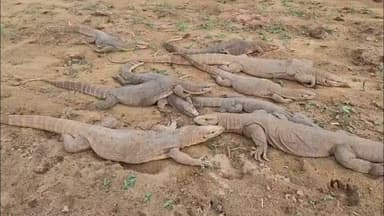 बीहड़ में गोयरा तस्करी का खेल.. तस्कर गोयरे का तेल बेचते थे..
#ipschuru #newschuru #4समाचार #ChuruPolice #वन विभाग #फॉरेस्ट #गोयरा #तस्करी #वन्यजीव #fyi