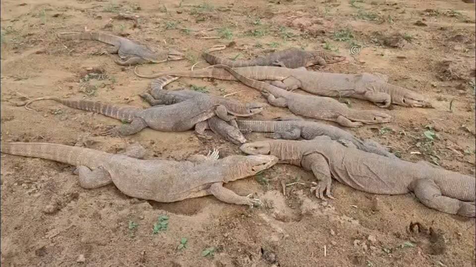 बीहड़ में गोयरा तस्करी का खेल.. तस्कर गोयरे का तेल बेचते थे..
#ipschuru #newschuru #4समाचार #ChuruPolice #वन विभाग #फॉरेस्ट #गोयरा #तस्करी #वन्यजीव #fyi