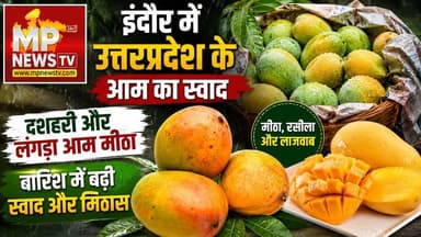 इंदौर में उत्तरप्रदेश के दशहरी और लंगड़ा आम का स्वाद, बादाम और नीलम की मांग कम! MP News Indore
#MPNews #langadamango #mango