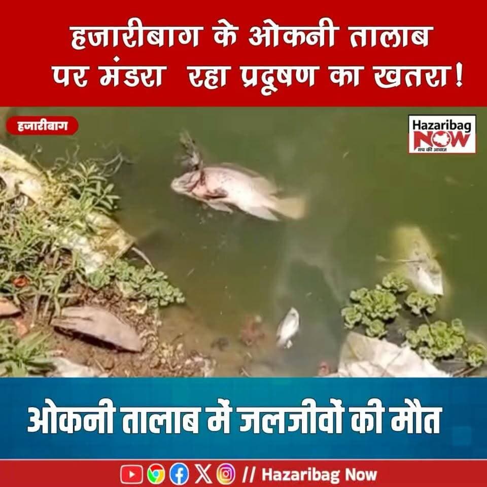 मरता ओकनी तालाब! जलजीवों की मौत से बढ़ी चिंता
हजारीबाग के ओकनी तालाब में जलजीवों की मौत के बाद प्रशासन हरकत में। प्रदूषण की जांच शुरू, सफाई अभियान की तैयारी।
#Hazaribagh #OkniTalab #Jharkhand #BreakingNews #Pollution #SaveWater
