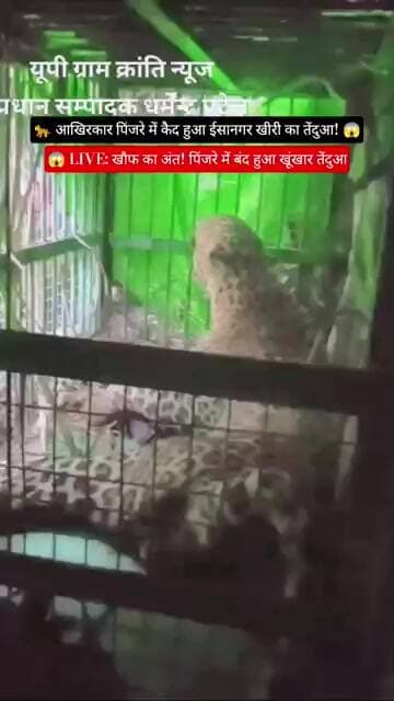 🚨🐆 आखिरकार पकड़ा गया ईसानगर का खूंखार तेंदुआ! कई दिनों बाद वन विभाग को मिली बड़ी सफलता 😱