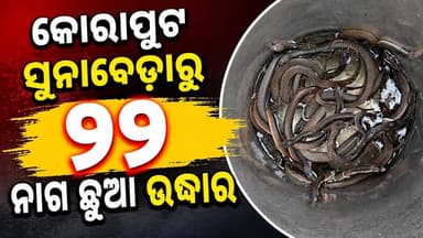 #ସୁନାବେଡ଼ାରୁ_୨୨ଟି_ନାଗ_ସାପ_ଛୁଆ_ଉଦ୍ଧାର
କୋରାପୁଟ ସୁନାବେଡ଼ା ହାଲ କର୍ମଚାରୀଙ୍କ ଘର ବାରଣ୍ଡାରୁ ୨୨ ଟି ନାଗ ସାପ ଛୁଆ ଉଦ୍ଧାର ।
#Koraput #KoraputNews #KoraputMedia
