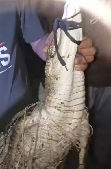 #हापुड़ 🐊 तालाब में मगरमच्छ निकलने से इलाके में मचा हड़कंप।
हापुड़ के सिंभावली क्षेत्र के हरोड़ा मोड़ स्थित तालाब में मगरमच्छ दिखाई देने से ग्रामीणों में दहशत फैल गई।
सूचना मिलते ही वन विभाग की टीम मौके पर पहुंची और कड़ी मशक्कत के बाद मगरमच्छ का सुरक्षित रेस्क्यू किया।
#Hapur https://t.co/HBE06WYZpP